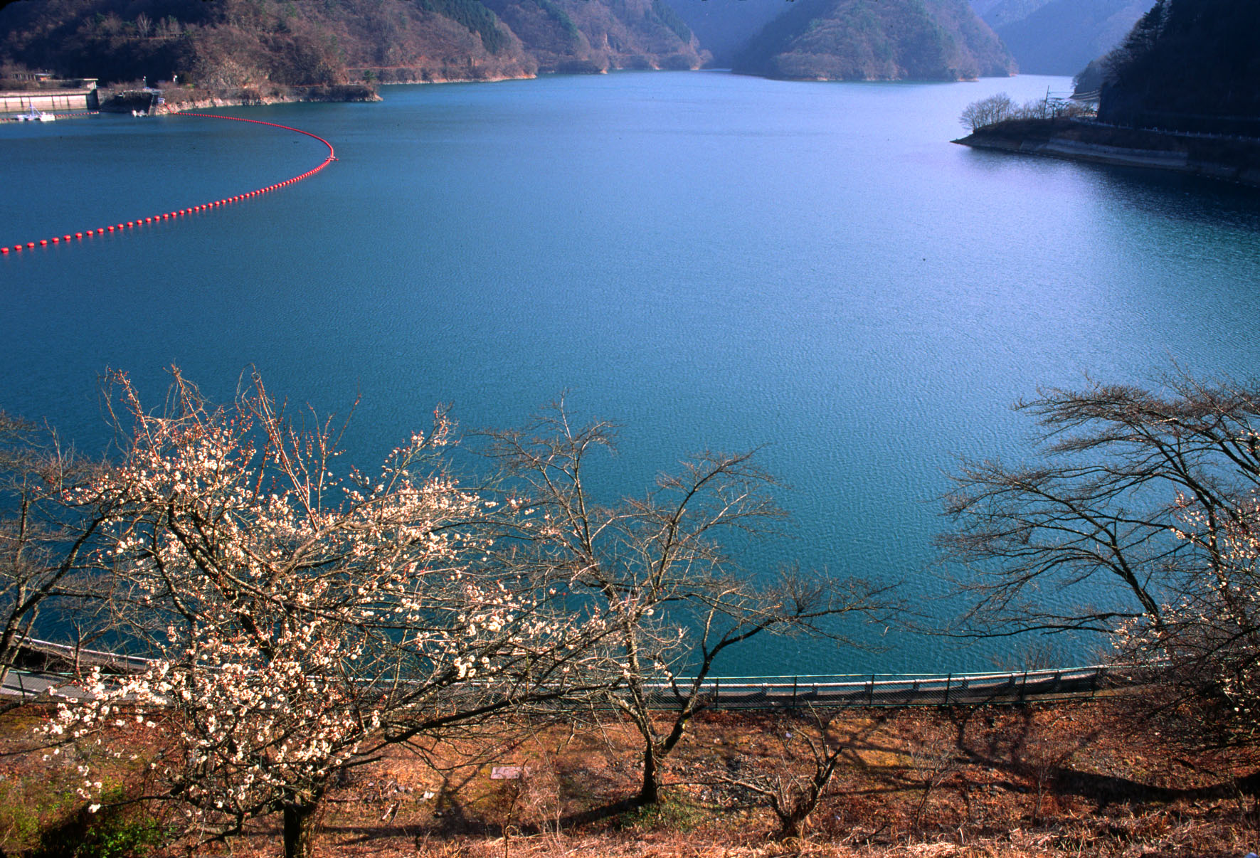 Nishi-Tama