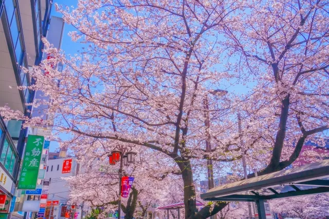 国立・大学通り