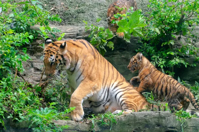 多摩動物公園