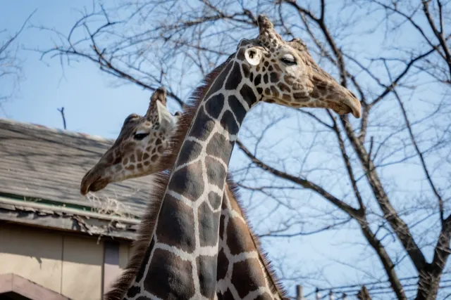 ヒノトントンZOO（羽村市動物公園）