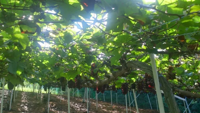 ART in FARM ２０２６｜１０月１７日・１８日、立川市のぶどう園で音楽・ワイン・アート【開催終了】
