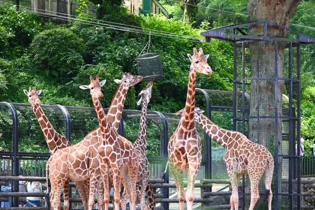 日野市・多摩動物公園アフリカフェア２０２６｜ブースとスタンプラリー