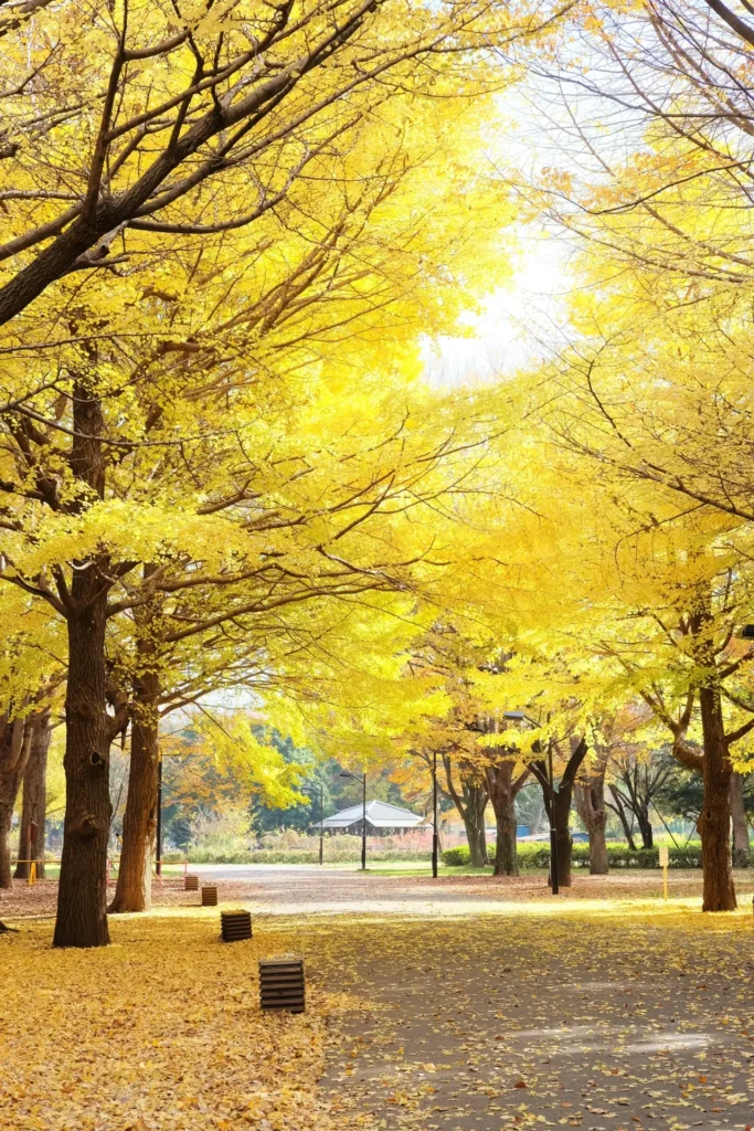 小金井公園「花と光のムーブメント 秋彩ものがたり」2026|11月8日まで開催中