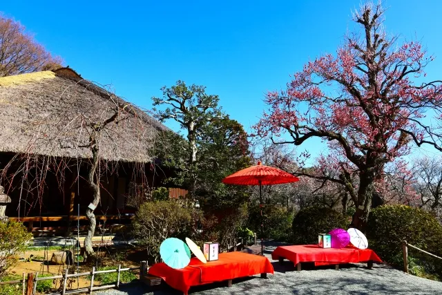 日野市・京王百草園「紅葉まつり」2026|紅葉と夜のデジタル掛軸