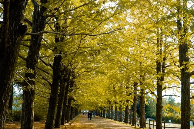 昭和記念公園・秋の夜散歩2026|立川・昭島の紅葉ライトアップ、料金と夜の入口