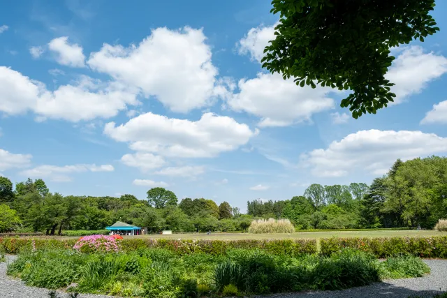 神代植物公園・秋のバラフェスタ２０２６｜調布で１０月３１日・１１月１日は８時開園、シャボン玉も